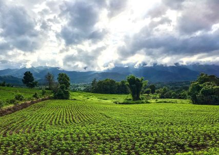 Motorbikes in Pai - field