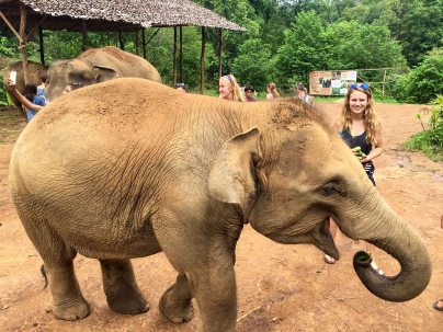 Swimming with Elephants - close up