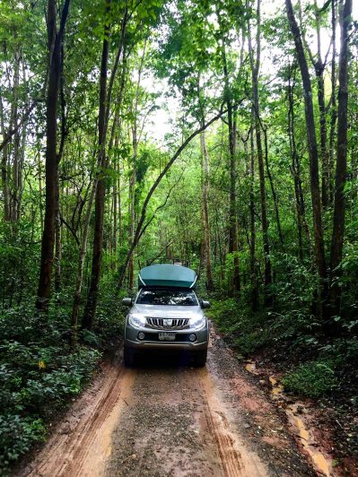 Swimming with Elephants - forest